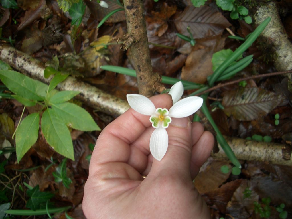 fiori bianchi bosco laziale: Galanthus nivalis (Asparagales - Amaryllidaceae)