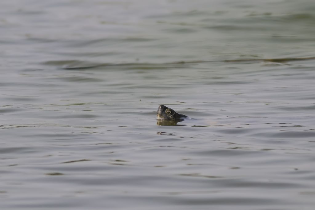 Trachemys sp.