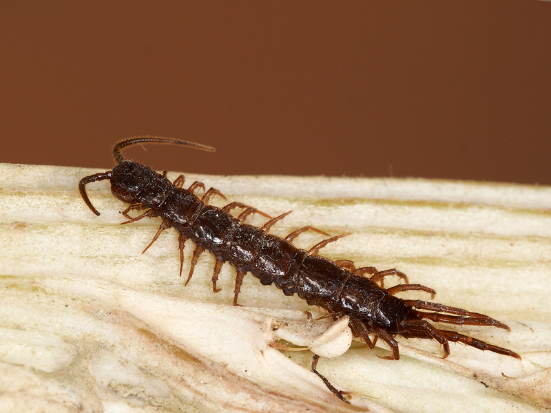 Lithobius sp.