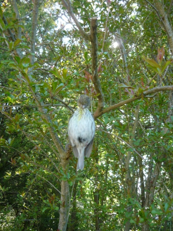 Natura Morta