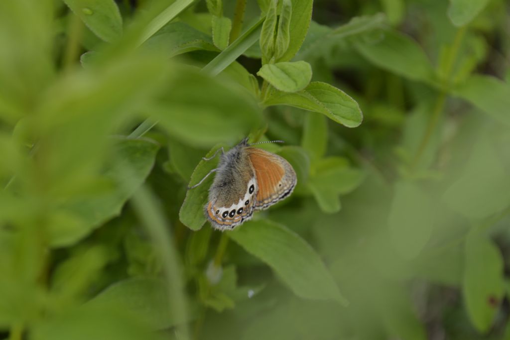 coenonympha