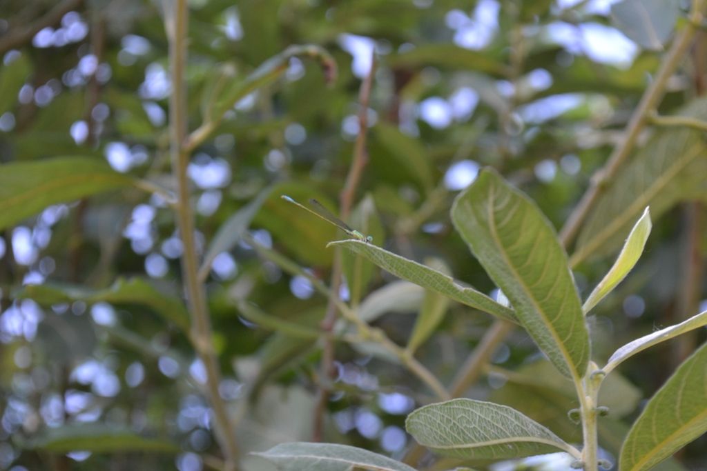 libellula da identificare