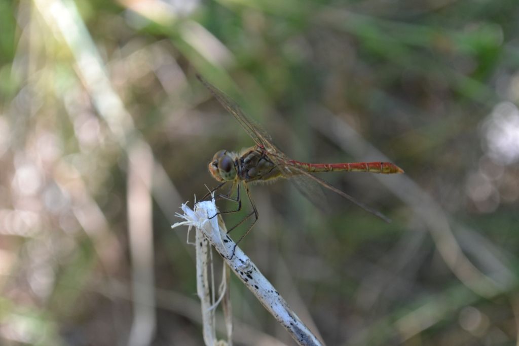 libellule da identificare