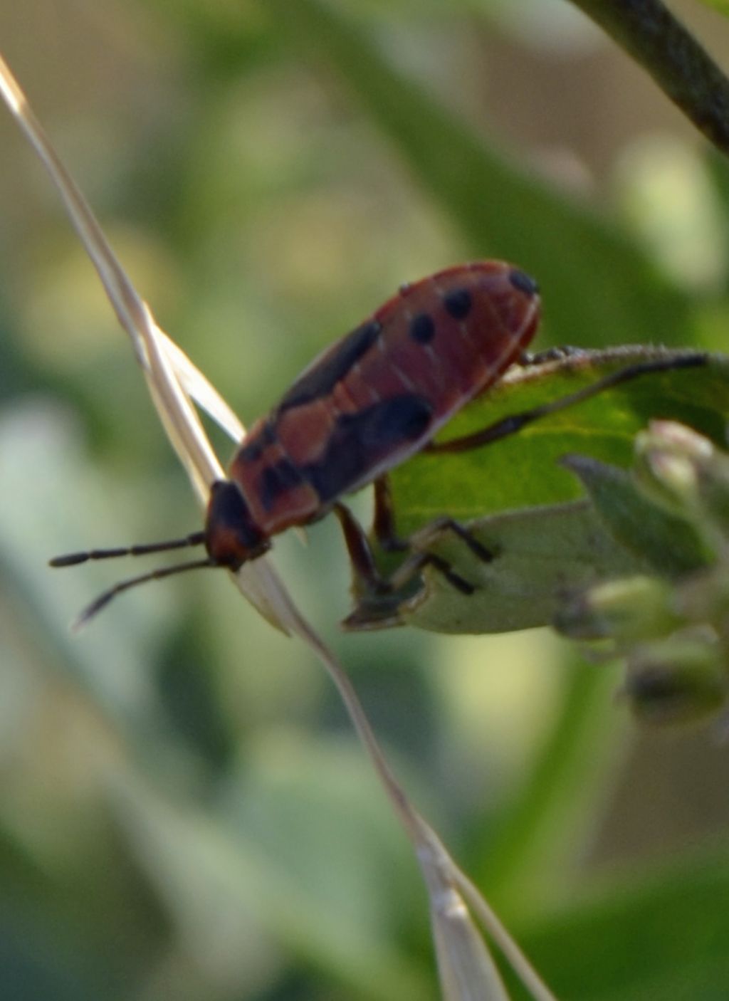 Lygaeus creticus?