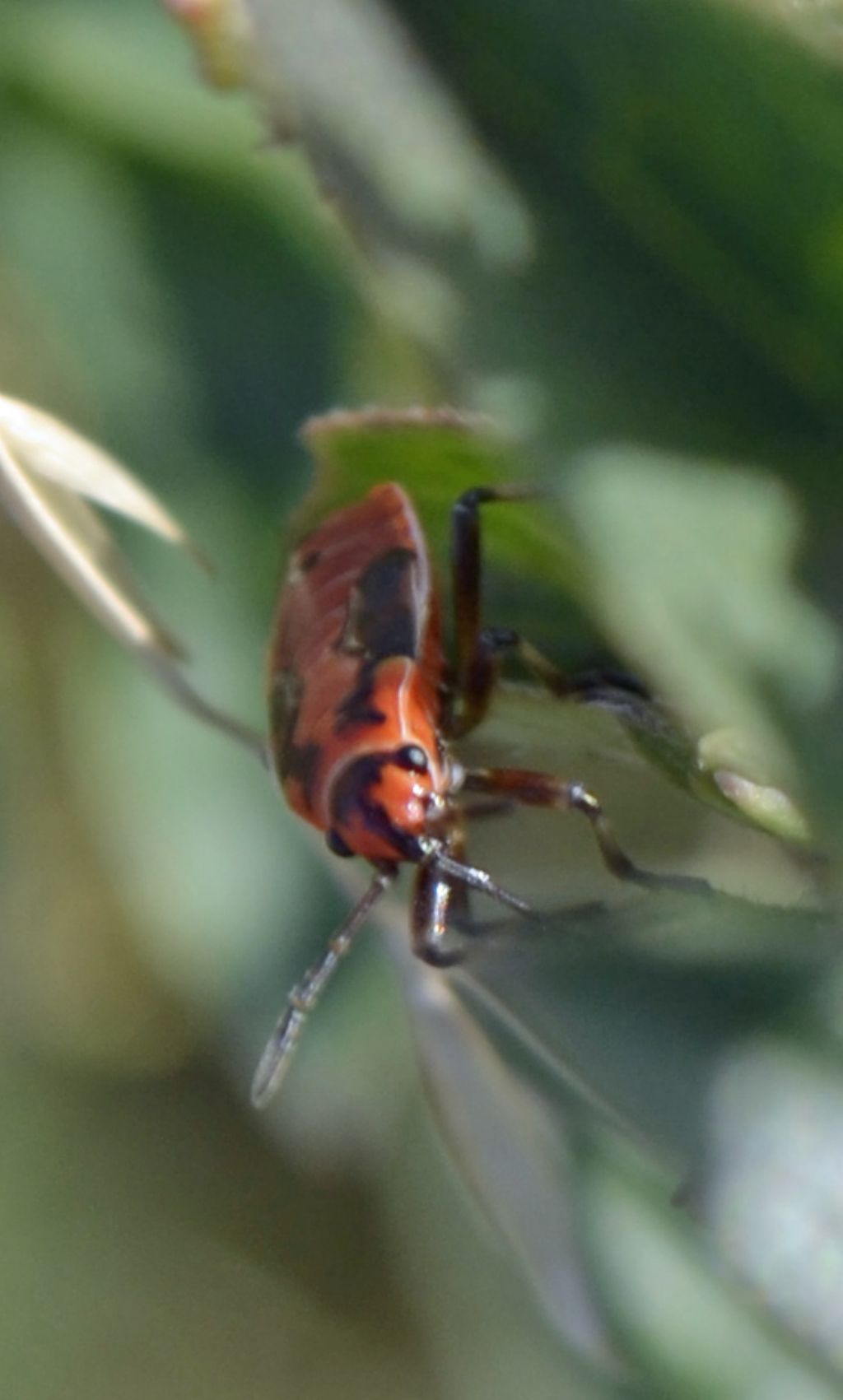 Lygaeus creticus?