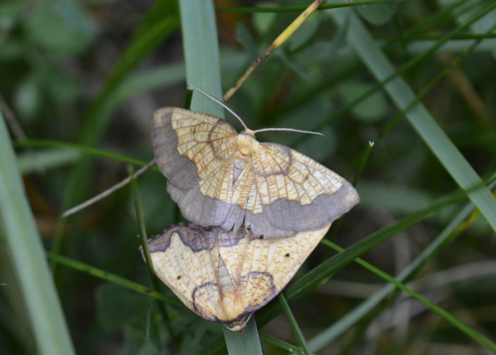 Falene  id. - Epione vespertaria