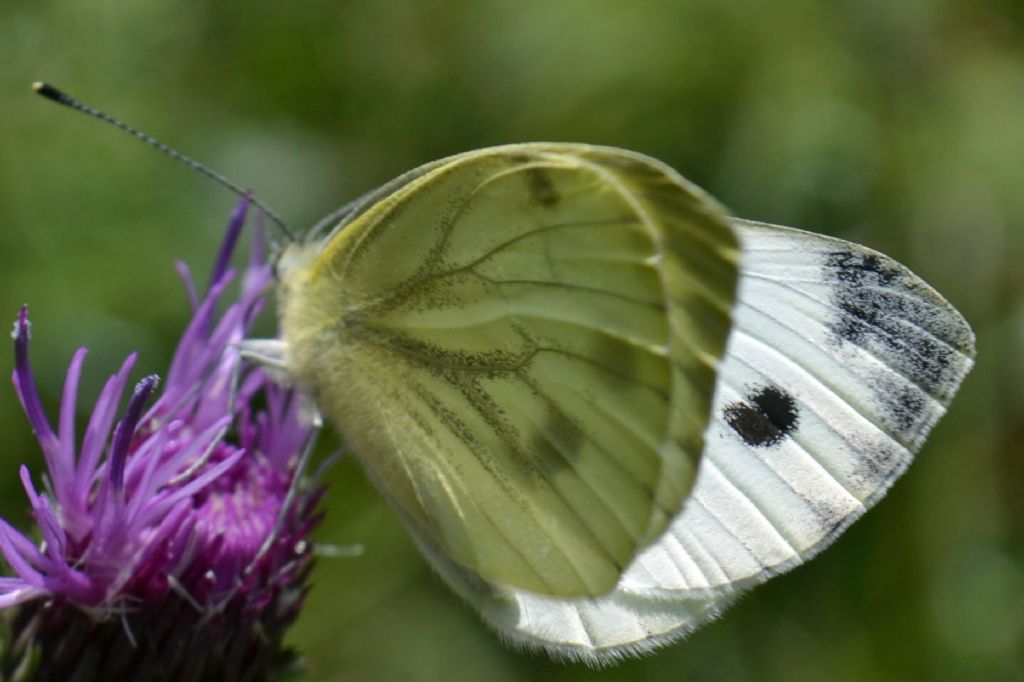 Pieris rapae?