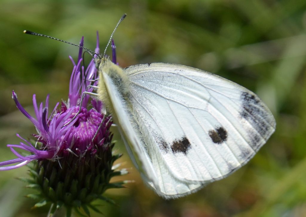 Pieris rapae?