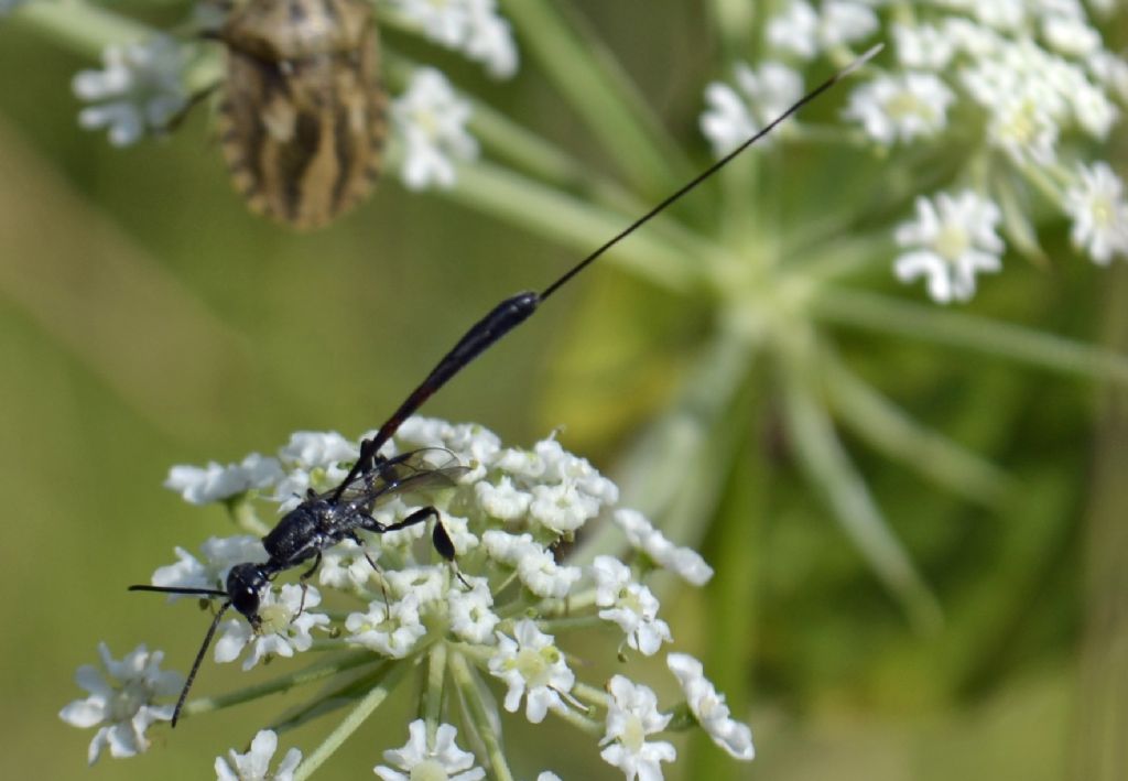 Gasteruptiidae