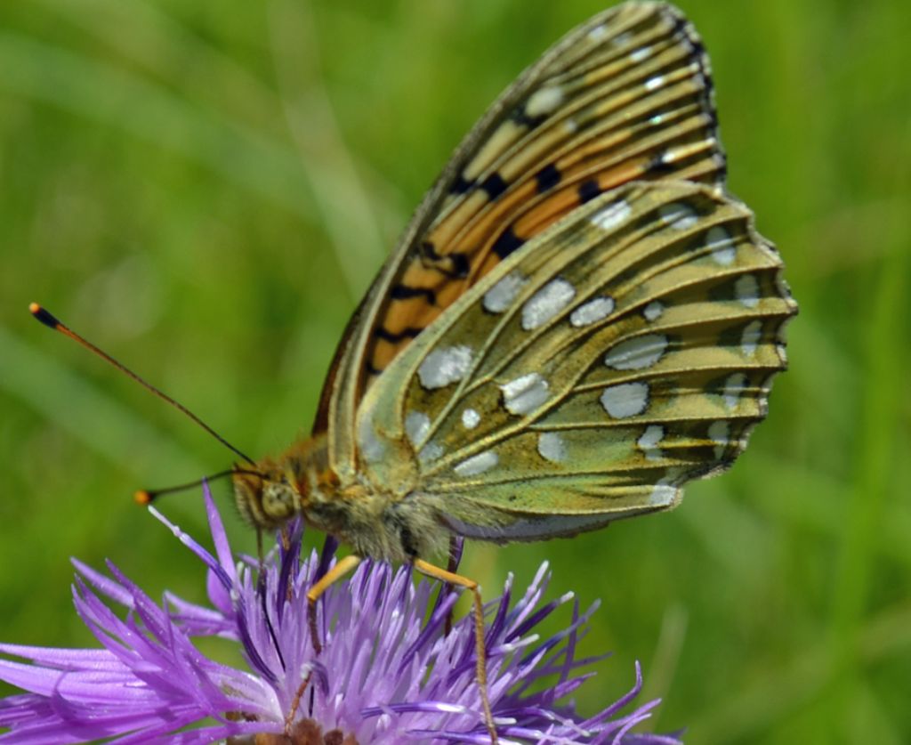 Argynnis aglaia ?