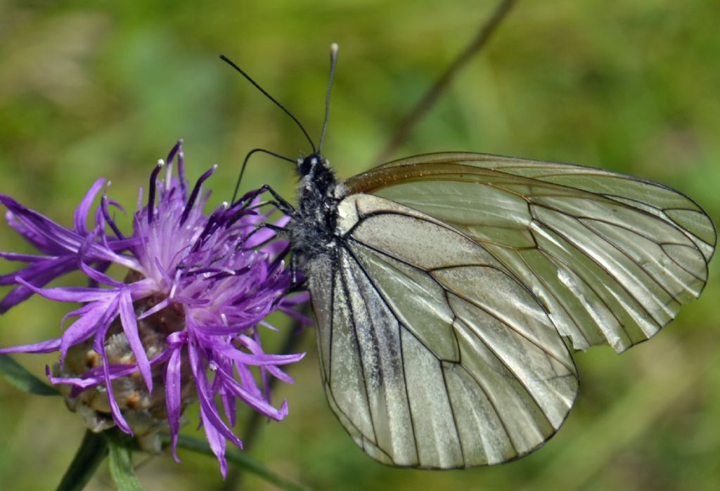 Aporia crataegi