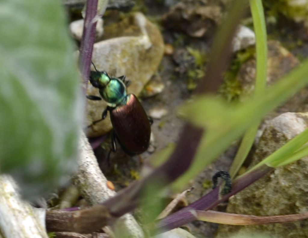 Coleottero id.: Agonum sexpunctatum