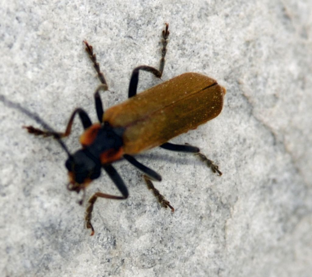 Cantharidae: Rhagonycha?