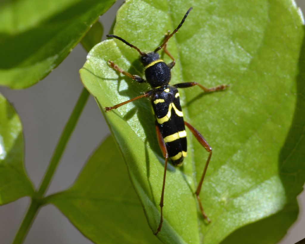 Clytus arietis