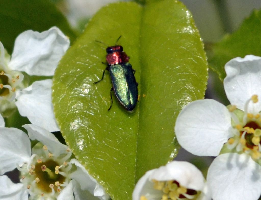 Anthaxia nitidula