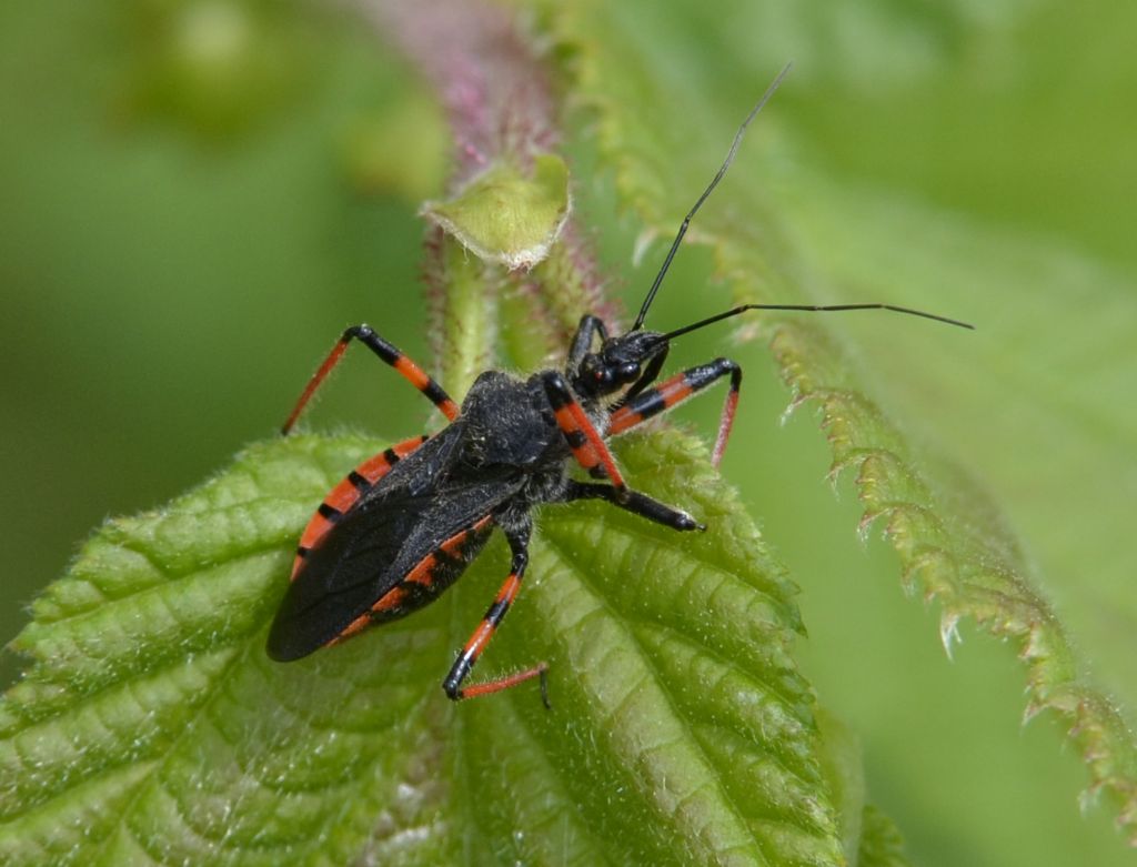 Reduviidae: Rhynocoris annulatus del Friuli (PN)