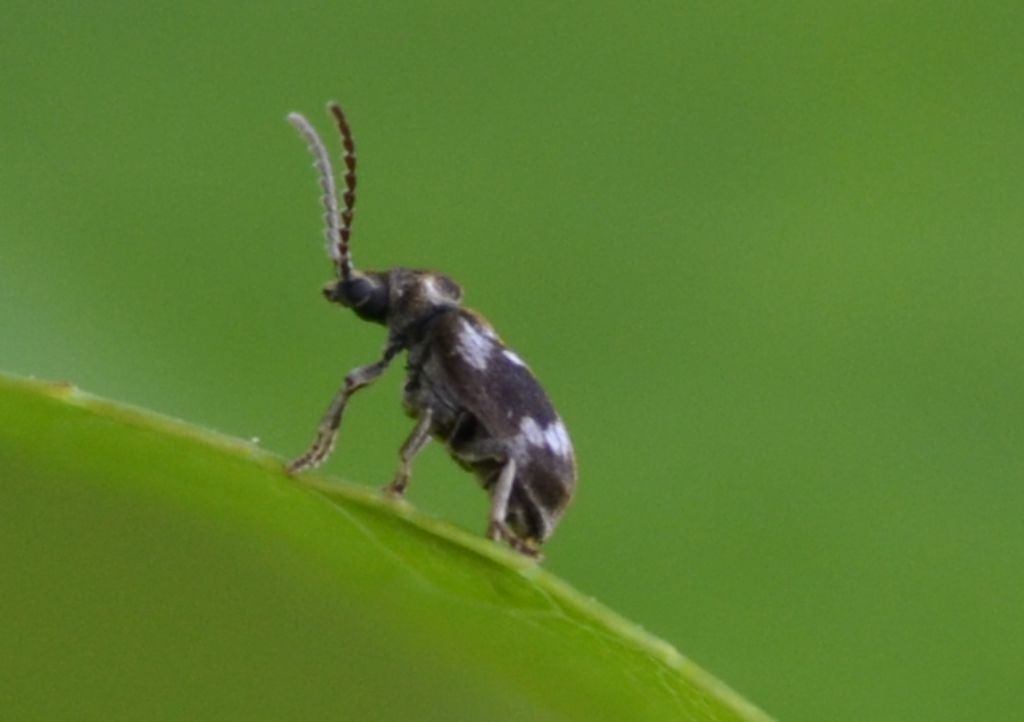 Ptinomorphus regalis (Anobiidae)