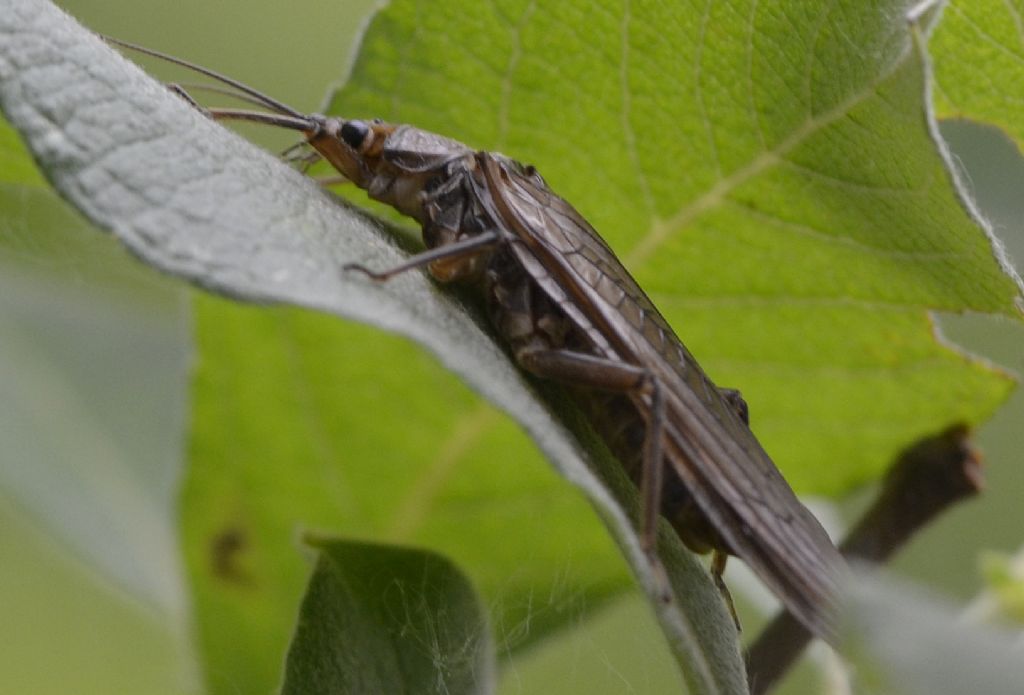 Perlidae di Bertiolo (UD)