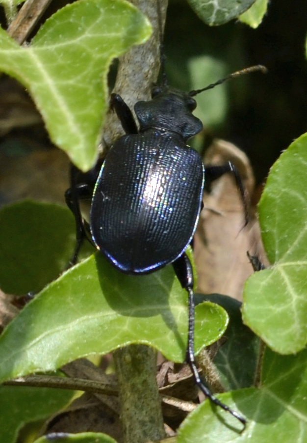 Calosoma inquisitor