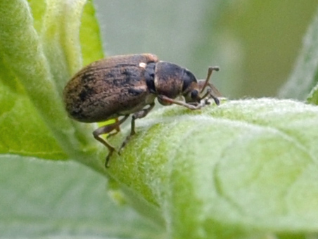 curculionide? Phyllobius pyri