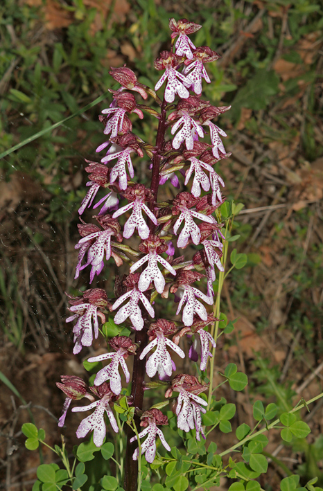 Orchis purpurea?