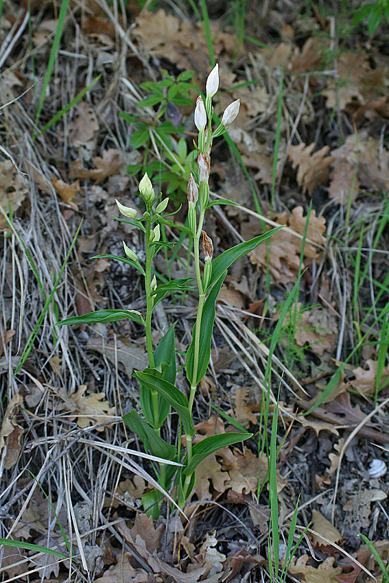 Cephalanthera damasonium