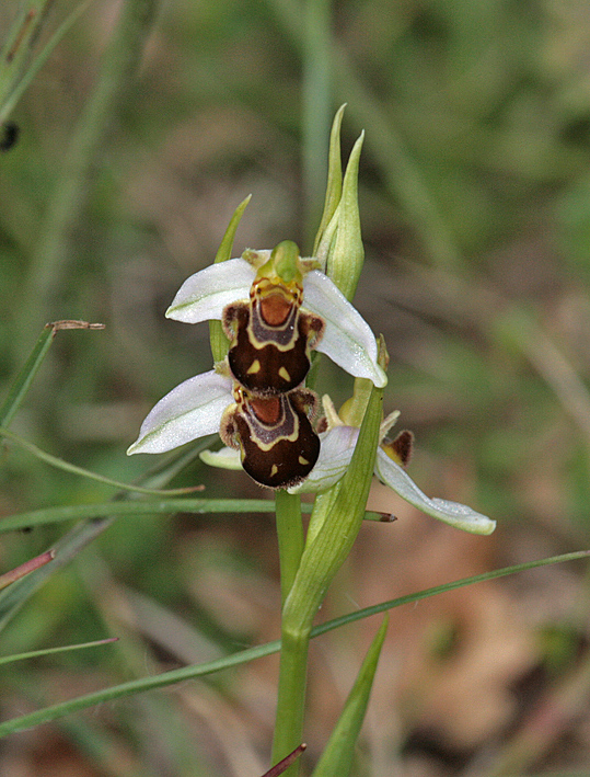 Identificare Ophrys