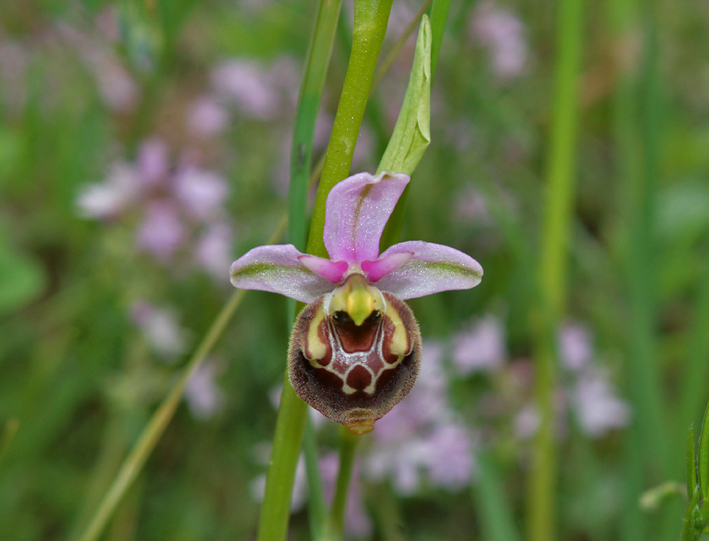 Identificazione Orchidea