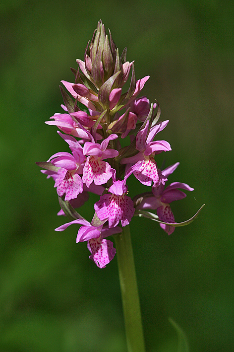 ID Orchidea