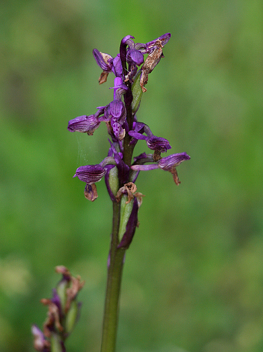 Identificazione Orchidea