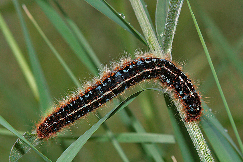 Identificare Bruco