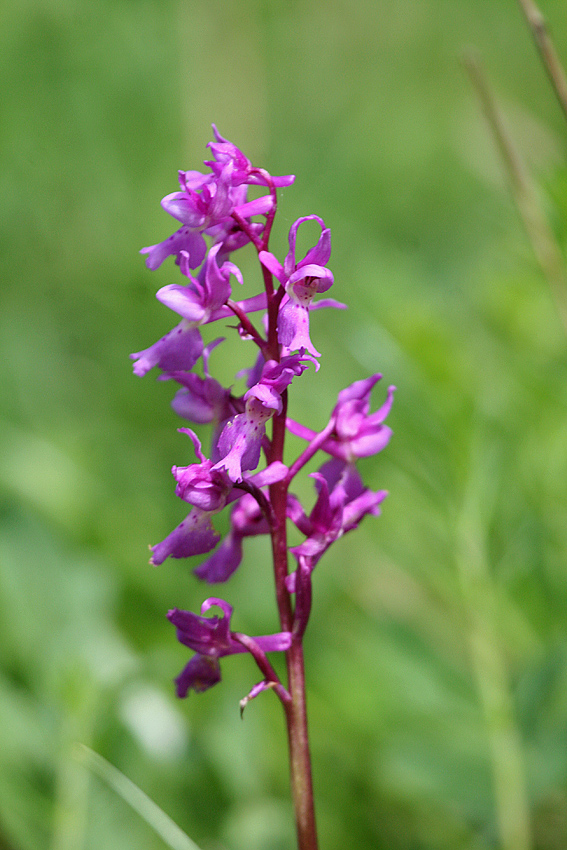 Identificare Orchidea 1