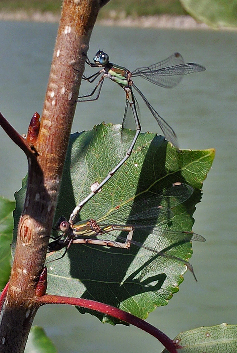 Identificare Libellula: Chalcolestes viridis o parvidens