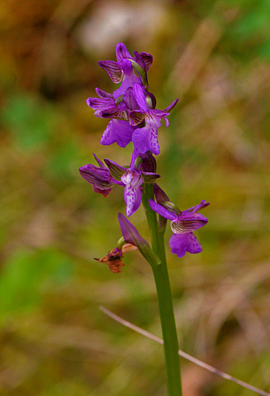 Identificare Orchidea 2