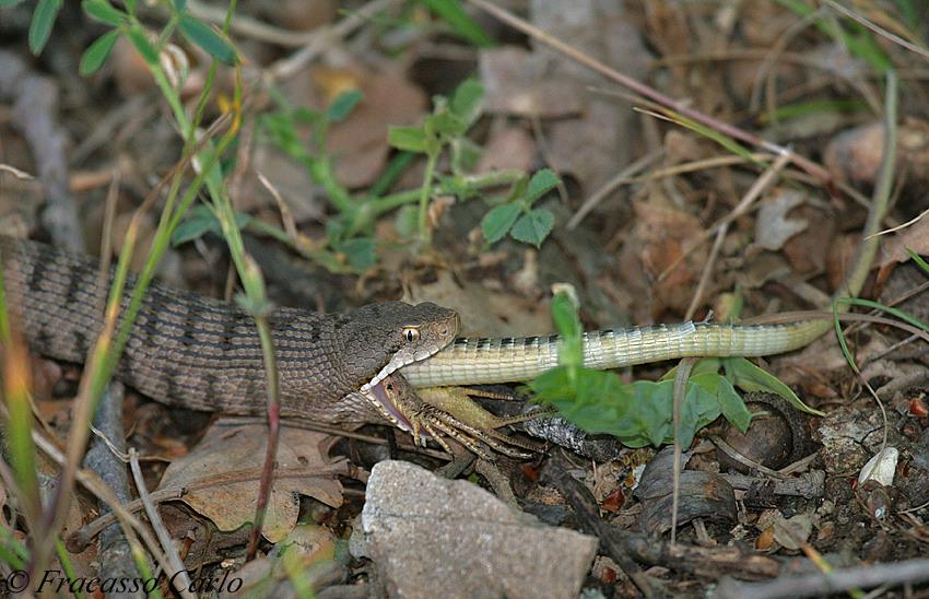 Vipera aspis