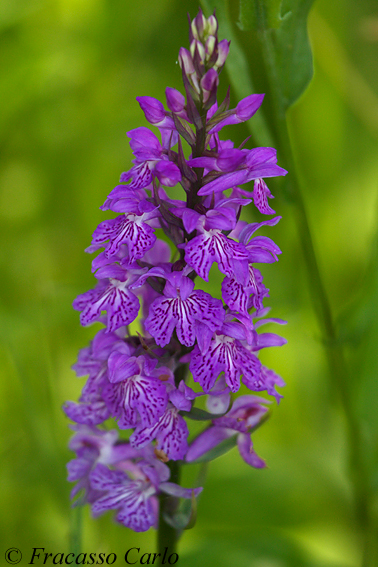 Identificare Orchidea 1