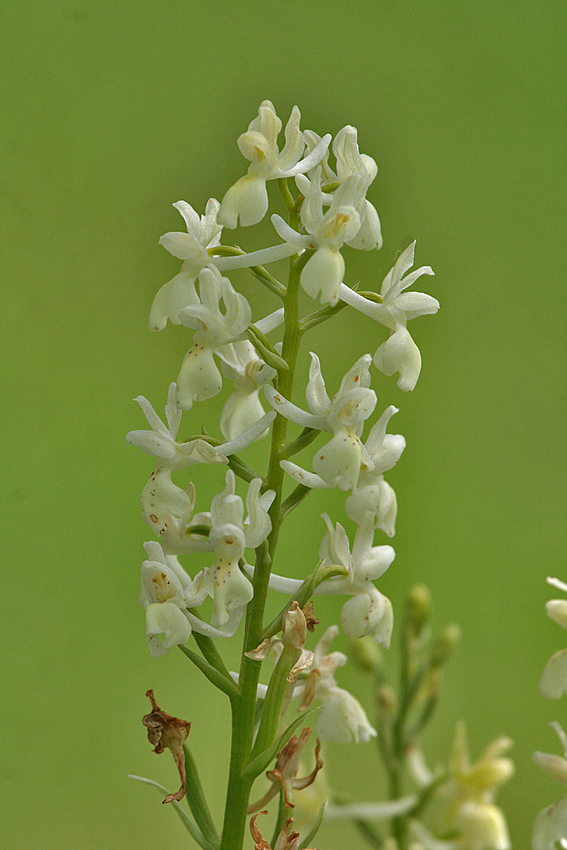 Identificare Orchidea 2