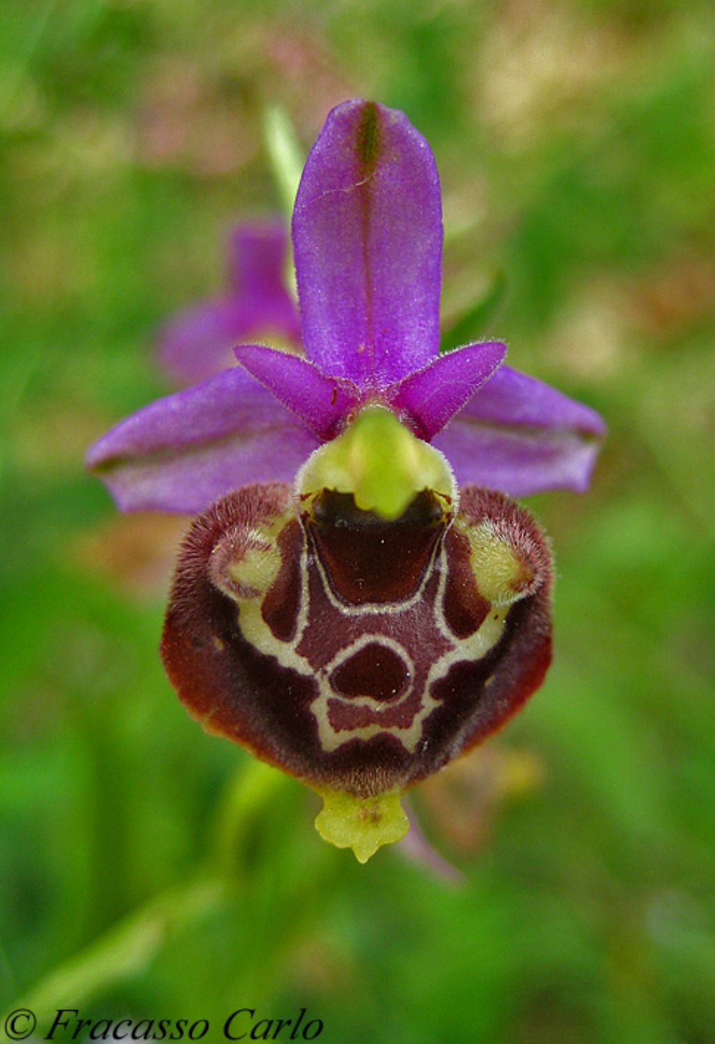 Ophrys holosericea subsp. gracilis Buel?????