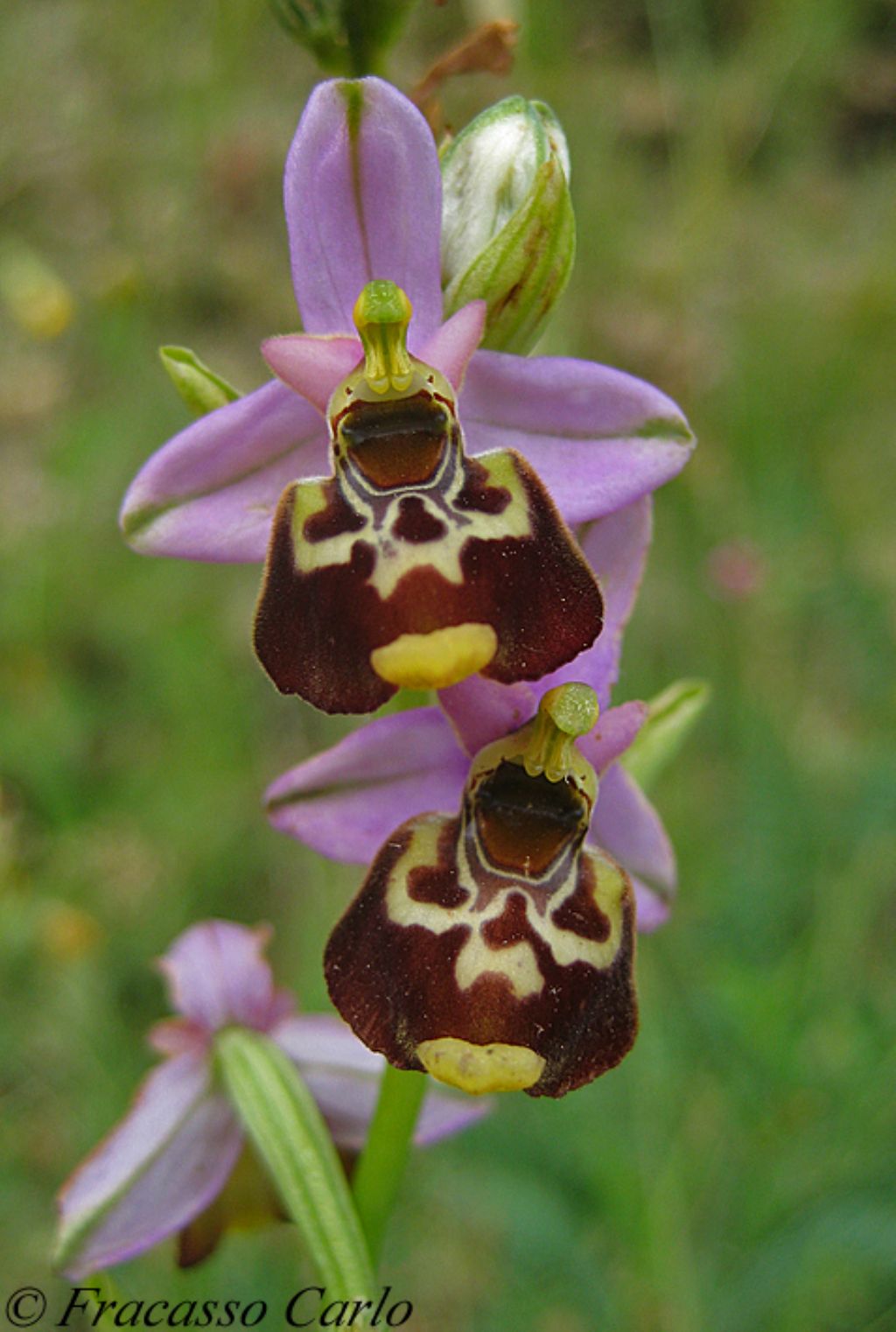 Ophrys gracilis