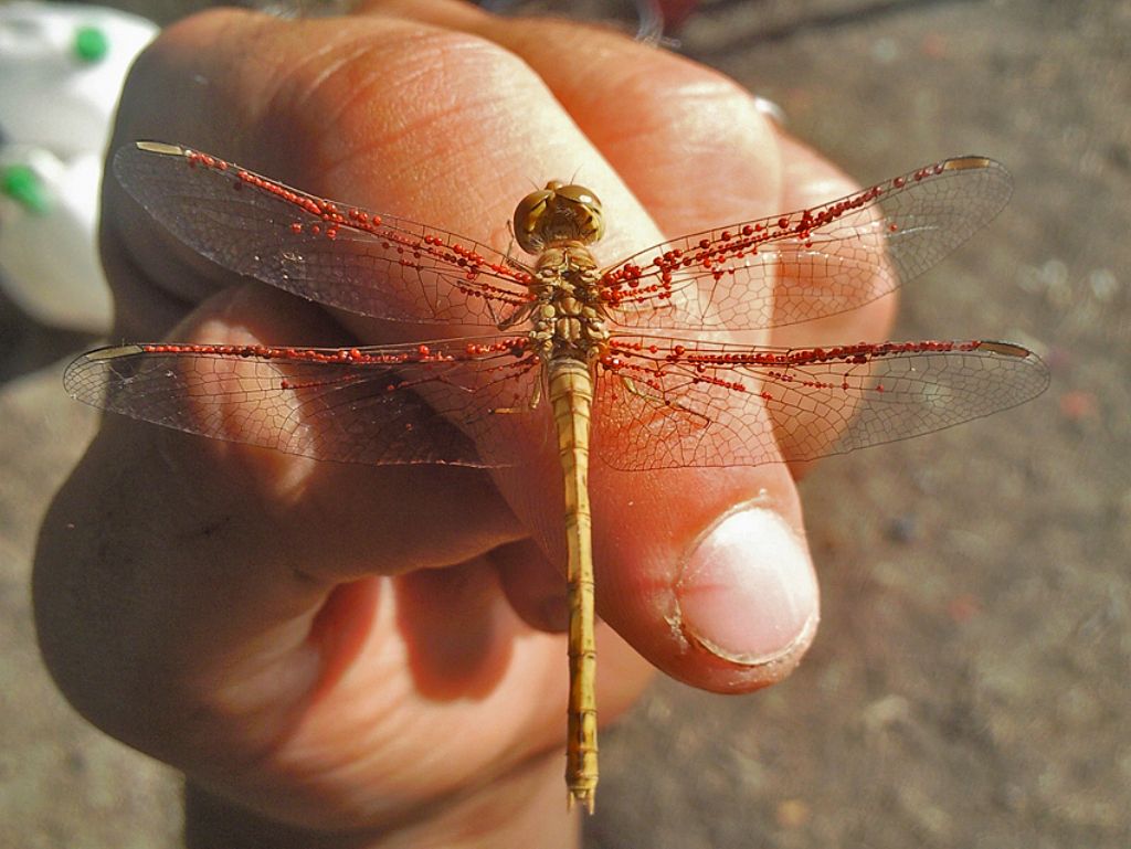 Identificare: Sympetrum meridionale