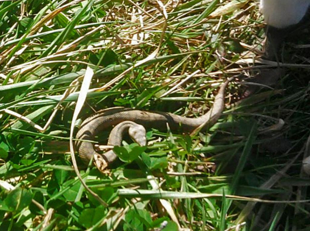 Vipera aspis francisciredi