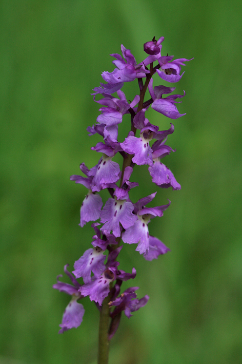 Orchis mascula?