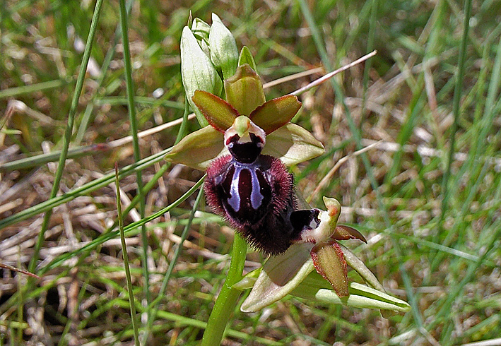 Identificazione Orchidea