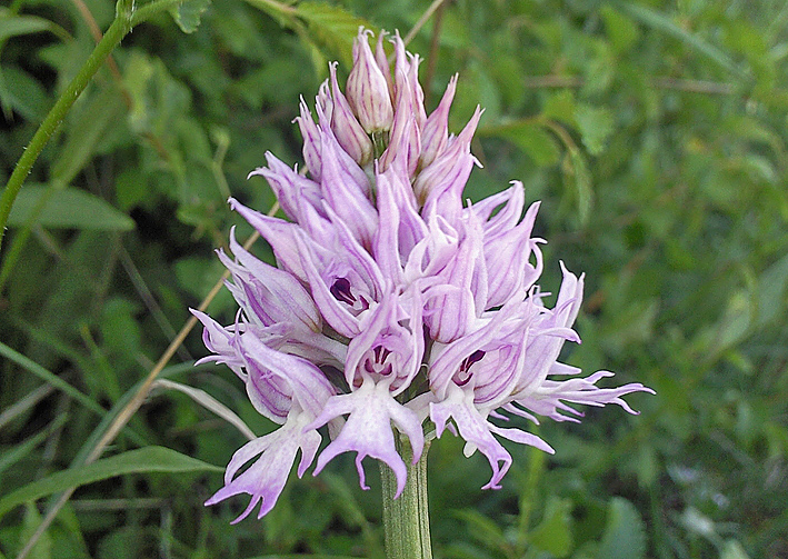 Orchis italica?