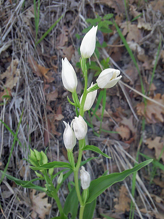 Cephalanthera damasonium