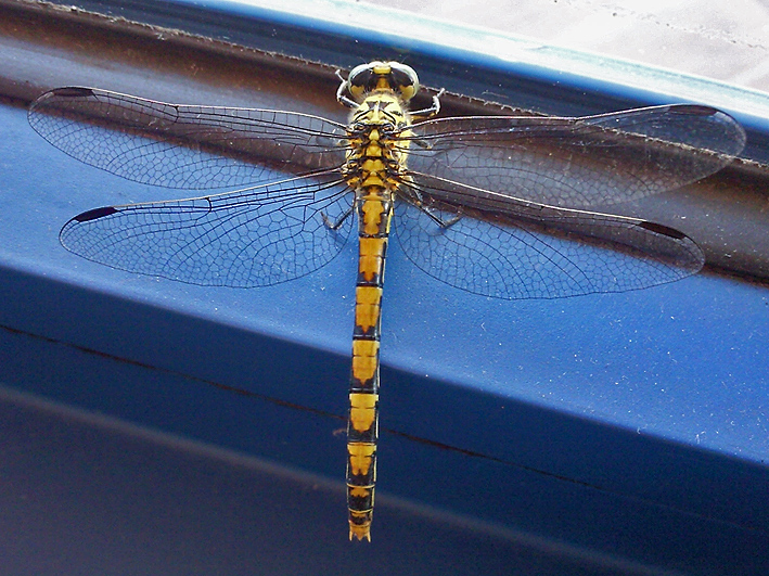 Identificare Libellula:Onychogomphus forcipatus unguiculatus