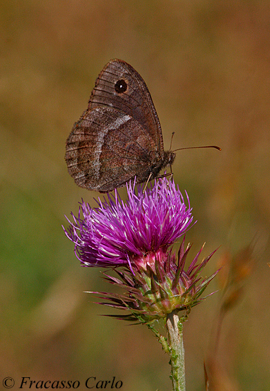 Identificare farfalla