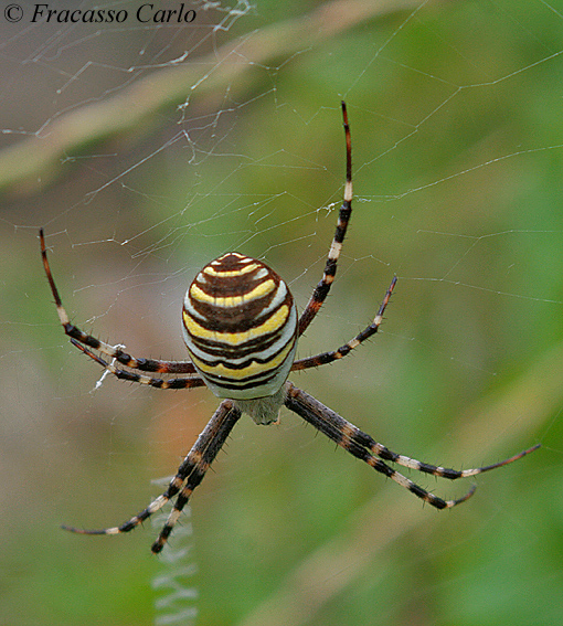 Argiope bruennichi