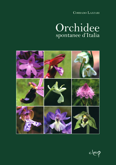 Identificazione Orchidea