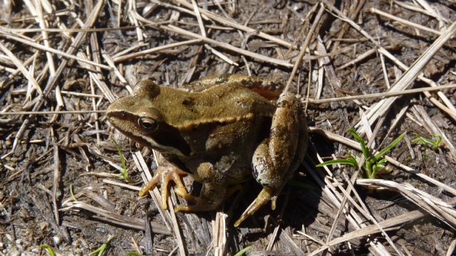 Identificazione rana - Rana temporaria